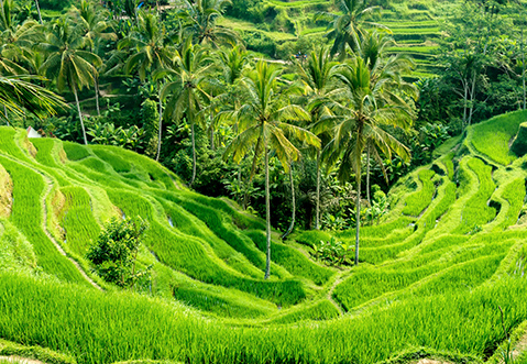 destination-rice-terrace-tegallalang